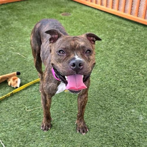 Photo of Buttercup, adoptable Pit Bull Terrier in Las Vegas, Nevada