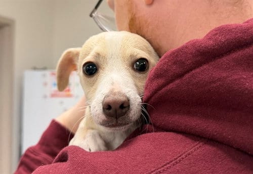 Photo of Freya, adoptable Chihuahua in Santa Rosa, California