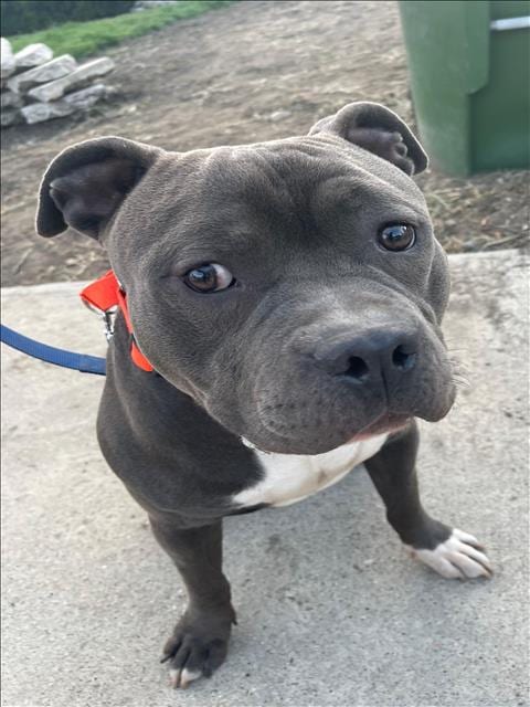 Photo of Bill, adoptable Pit Bull Terrier in Van Nuys, California