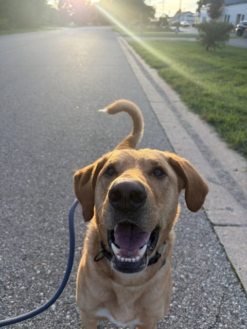 Photo of Buster, adoptable Labrador Retriever in Holland, Michigan