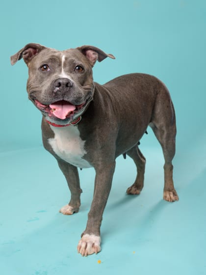 Photo of Holly Pie, adoptable dog in Atlanta, Georgia
