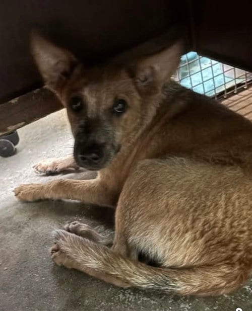 Photo of Hotshot- our little fox, adoptable Australian Cattle Dog/Blue Heeler in Oakhurst, New Jersey