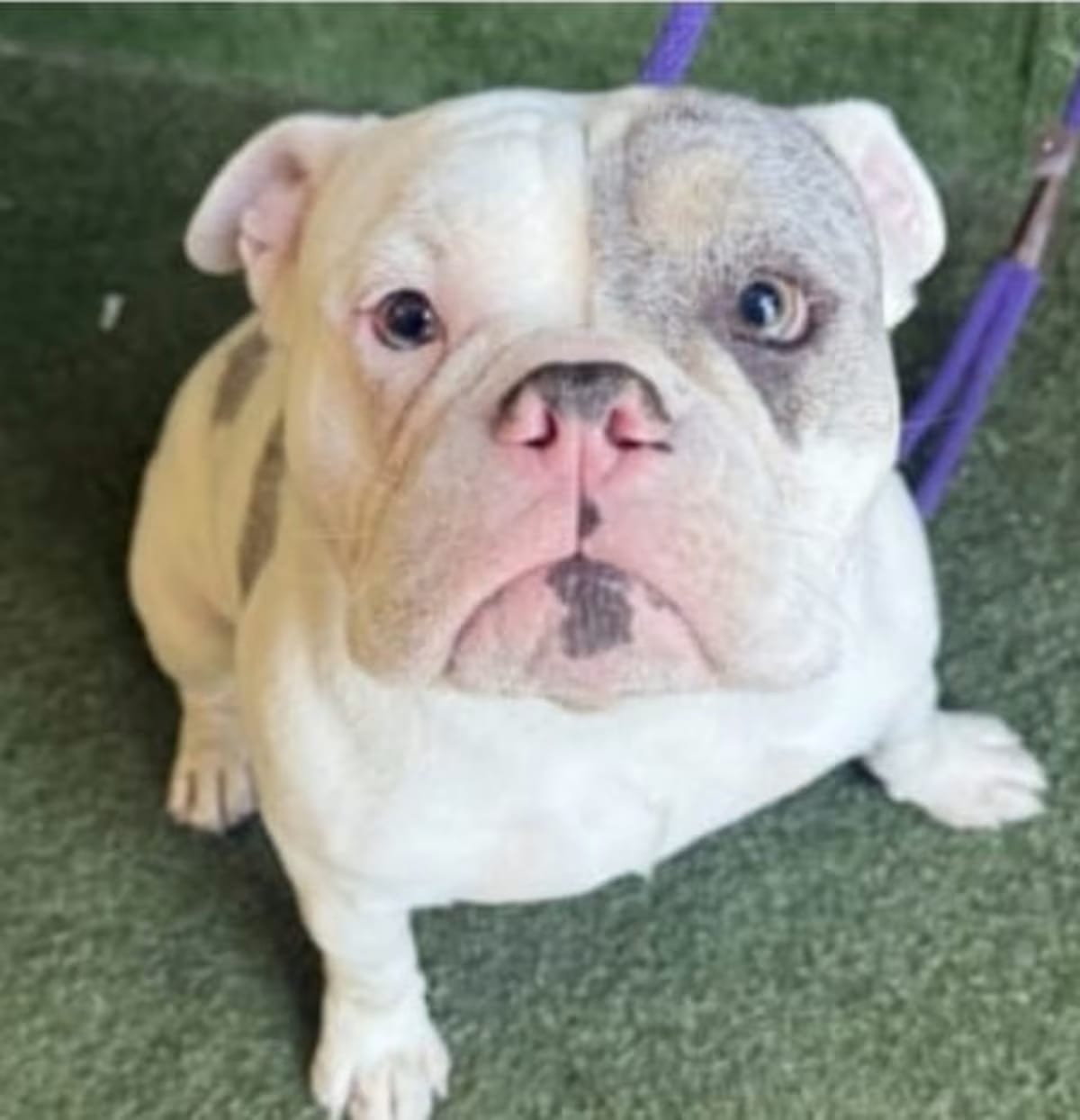 Photo of Sherman Klump, adoptable English Bulldog in Boulder, Colorado