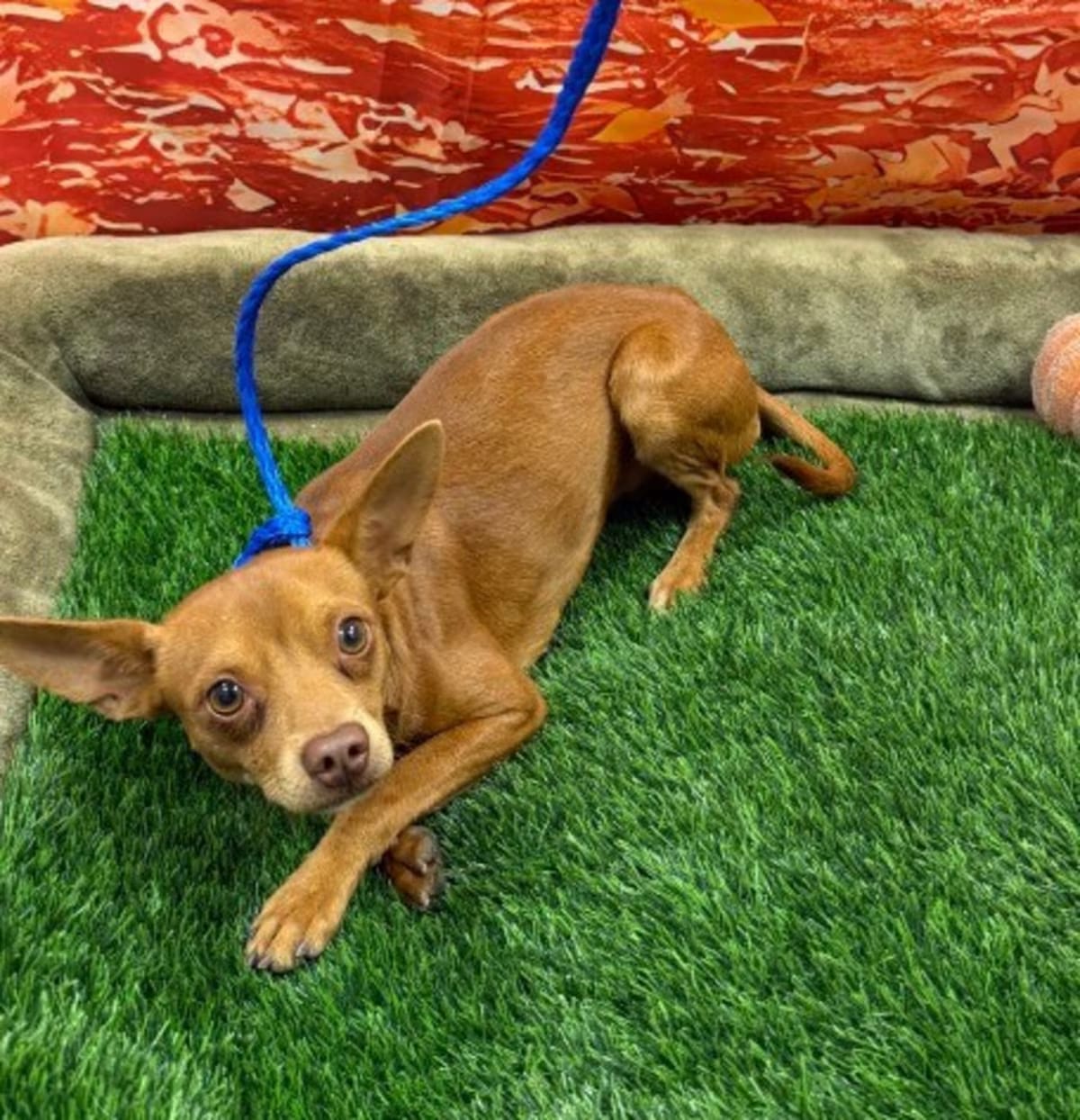 Photo of Bruno, adoptable Chihuahua in Porterville, California