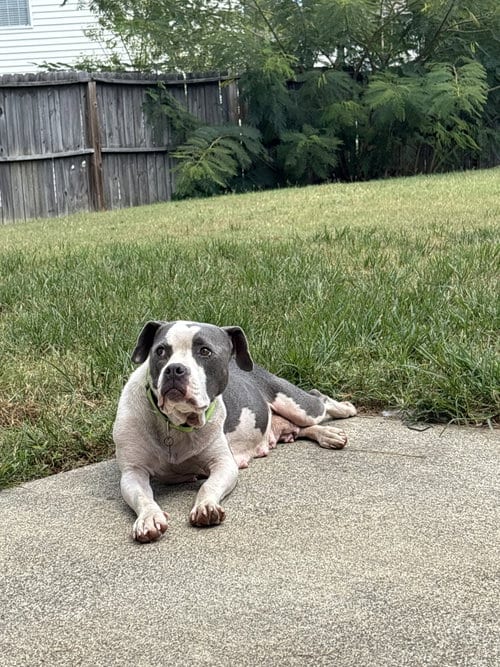 Photo of Trixie - Candy litter Mom, adoptable American Staffordshire Terrier in Holly Springs, North Carolina