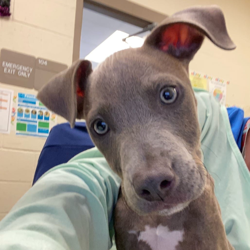 Photo of Jora, adoptable dog