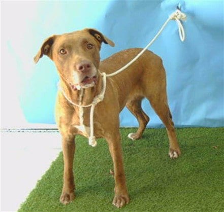 Photo of Silver, adoptable Pit Bull Terrier in Gardena, California