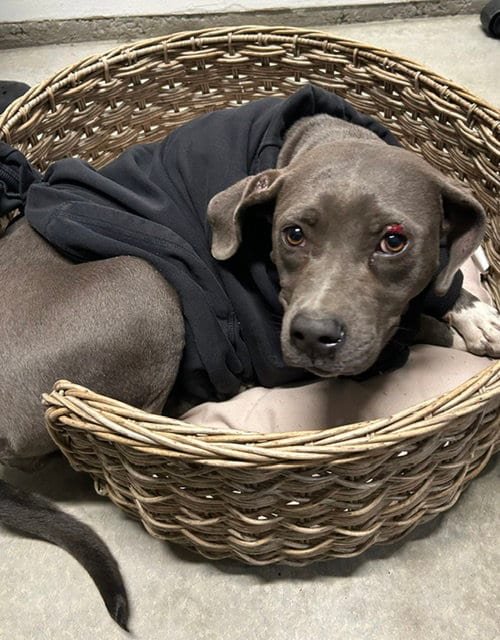 Photo of Misty, adoptable Staffordshire Bull Terrier in HESPERIA, California