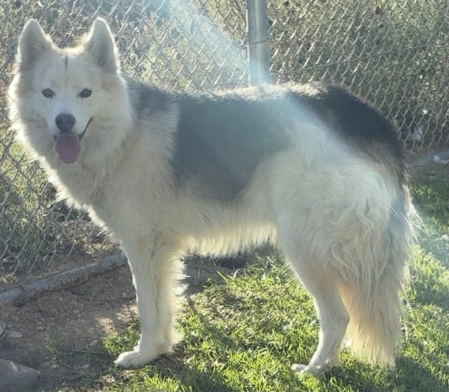 Photo of Senior Husky mix, adoptable Husky mix in Devore, California