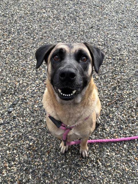 Photo of Darla, adoptable Anatolian Shepherd in Palmetto, Florida