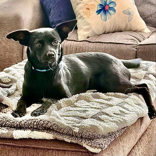 Photo of Abby, adoptable Chihuahua in Alexandria, Kentucky