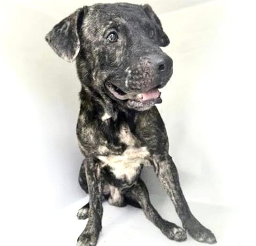 Photo of A661564, adoptable Pit Bull Terrier in Houston, Texas