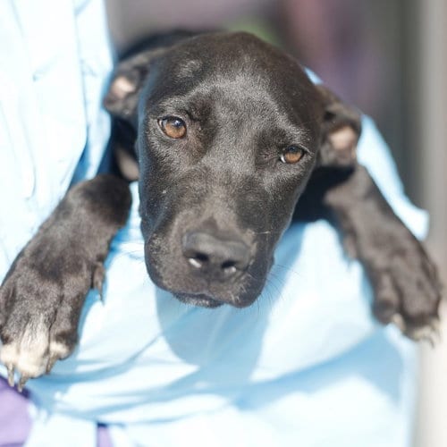 Photo of Sammy, adoptable American Staffordshire Terrier in San Antonio, Texas