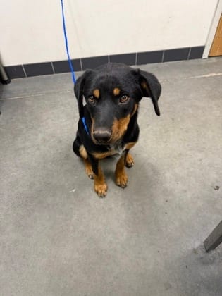 Photo of Judo, adoptable Rottweiler/Mix in Farmington, New Mexico