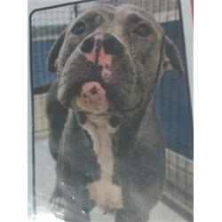 Photo of Dexter, adoptable Terrier (Unknown Type, Medium) in Doral, Florida