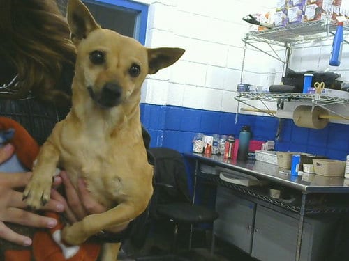 Photo of Kitana, adoptable Chihuahua in Albuquerque, New Mexico
