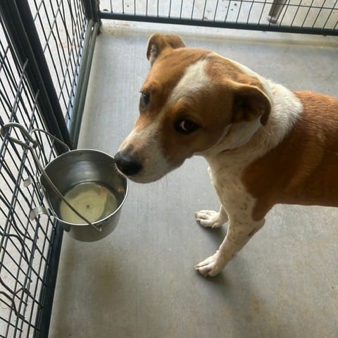 Photo of Peaches (HW+), adoptable Retriever, Labrador / Mix