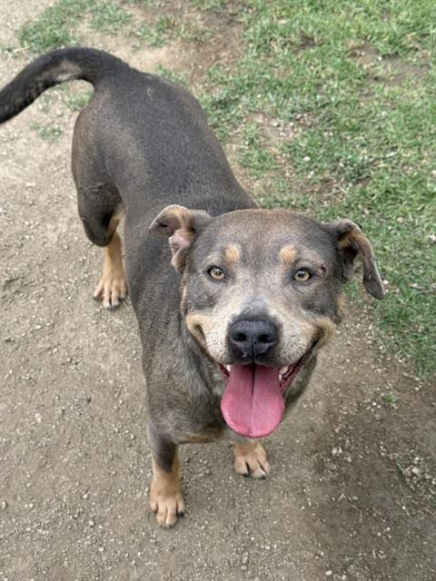 Photo of Patches, adoptable Pit Bull Terrier in Riverside, California