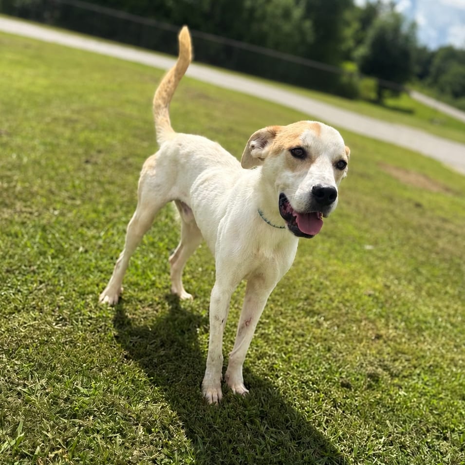 Photo of Jai, adoptable Mixed Breed (Medium) / Retriever, Labrador in Corinth, Mississippi