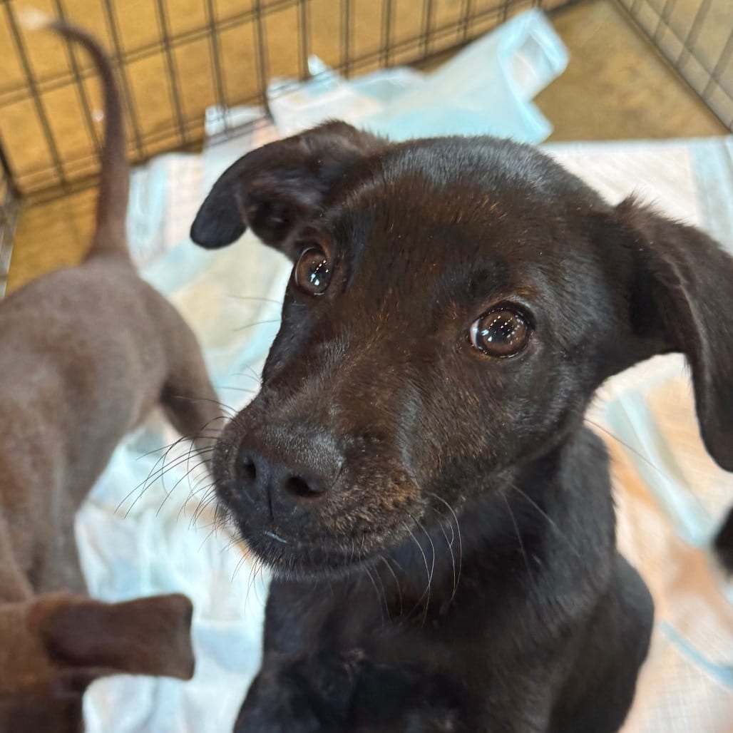 Photo of Kiawah, adoptable Mixed Breed (Medium) in Maryland, Maryland