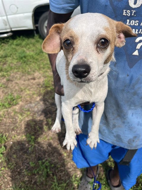 Photo of Little Man, adoptable Chihuahua in Miami, Florida