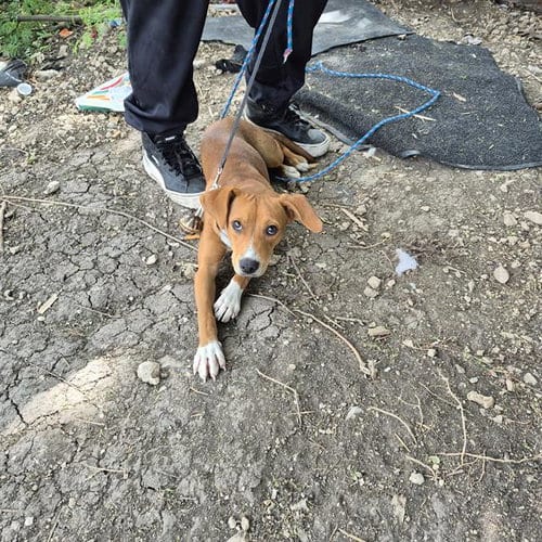 Photo of A827496, adoptable American Staffordshire Terrier in San Antonio, Texas
