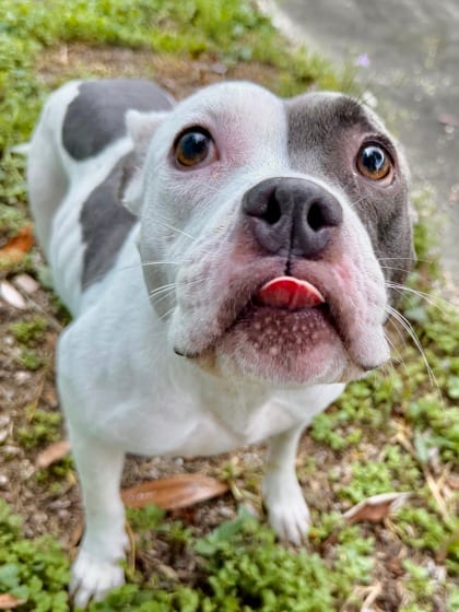 Photo of White Girl, adoptable Terrier in New Orleans, Louisiana