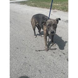 Photo of Jinx, adoptable American Pit Bull Terrier in Doral, Florida