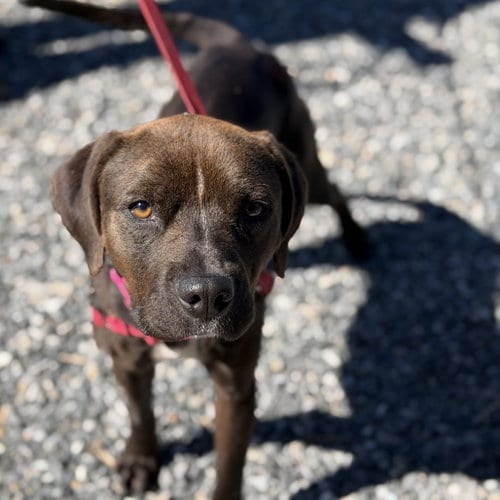 Photo of Lavender, adoptable American Pit Bull Terrier in Baltimore, Maryland