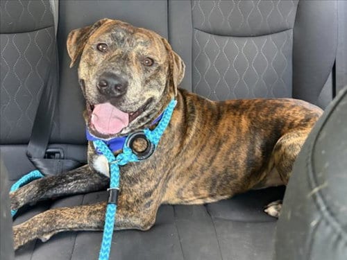 Photo of Rico, adoptable Pit Bull Terrier in Chapel Hill, North Carolina