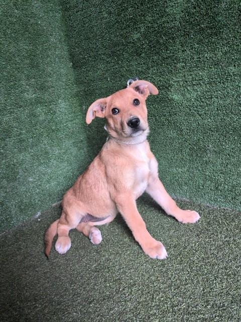 Photo of A5799428, adoptable German Shepherd Dog in Lancaster, California