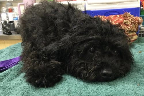 Photo of A1938321, adoptable Terrier in Riverside, California