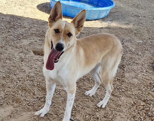 Photo of Delilah, adoptable German Shepherd Dog in Albuquerque, New Mexico