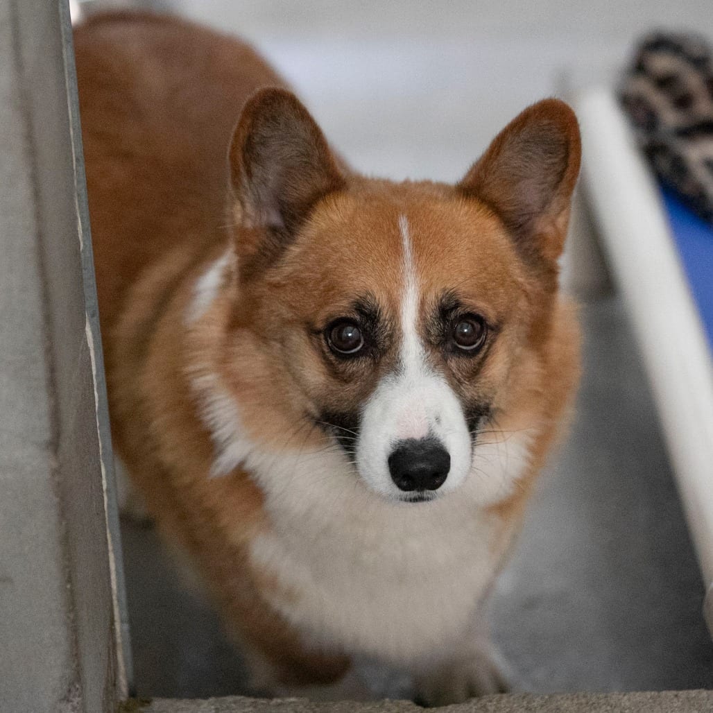 Photo of Java (S26-118), adoptable Corgi, Pembroke Welsh in Colorado Springs, Colorado