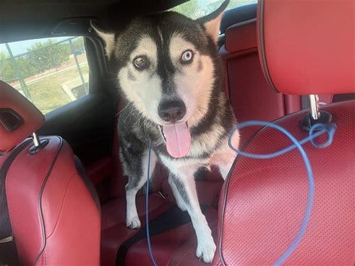 Photo of Kira, adoptable Siberian Husky in San Antonio, Texas