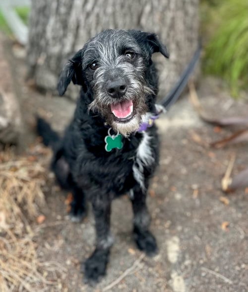 Photo of Bugsy, adoptable Miniature Schnauzer in Romoland, California