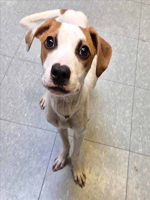 Photo of Archie, adoptable Labrador Retriever in Houston, Texas