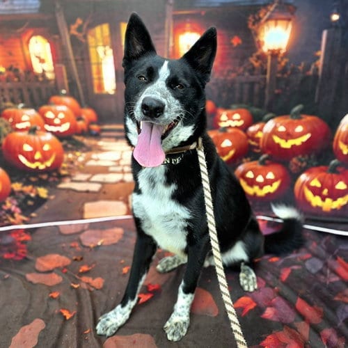 Photo of Smokey Joe, adoptable Border Collie in Long Beach, California