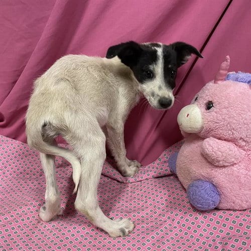 Photo of Rumi, adoptable Border Collie in Modesto, California