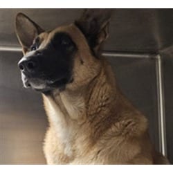Photo of Eden, adoptable Mixed Breed (Medium) in Chatsworth, California
