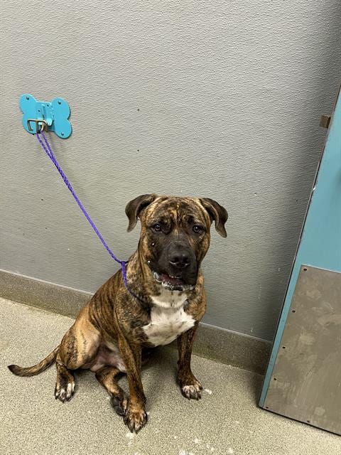 Photo of Zeus, adoptable Pit Bull Terrier in Las Vegas, Nevada