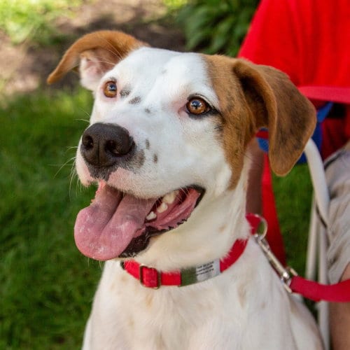 Photo of Toby, adoptable Hound in Canton, Connecticut