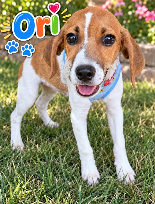 Photo of Ori (M), adoptable Toy Fox Terrier in Lee's Summit, Missouri