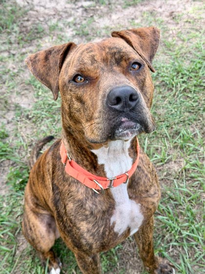 Photo of Lucky, adoptable Boxer in Inverness, Florida