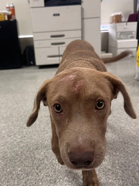 Photo of Astro, adoptable Labrador Retriever in Pasadena, Texas