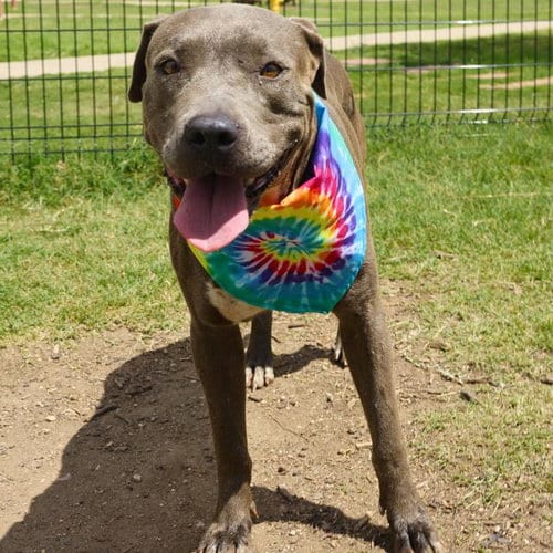 Photo of Lexie, adoptable American Staffordshire Terrier in San Antonio, Texas