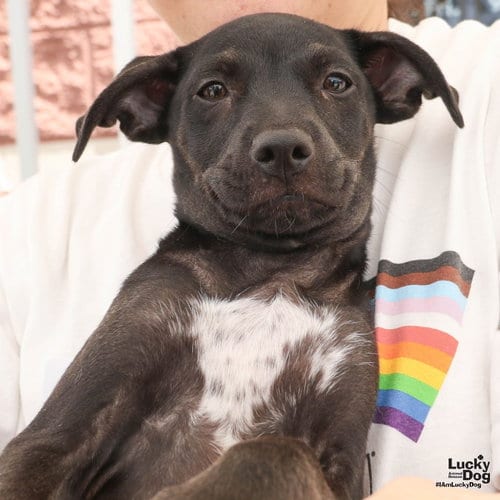 Photo of Niko, adoptable Labrador Retriever in Washington, District of Columbia