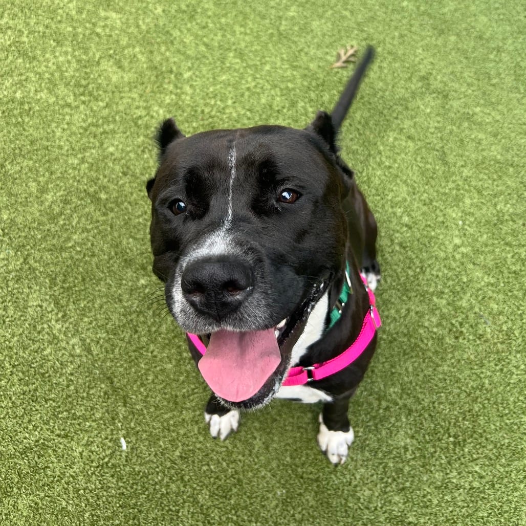 Photo of Kross, adoptable Terrier, American Staffordshire in Greensboro, North Carolina