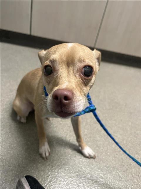 Photo of Latte, adoptable Chihuahua in Las Vegas, Nevada
