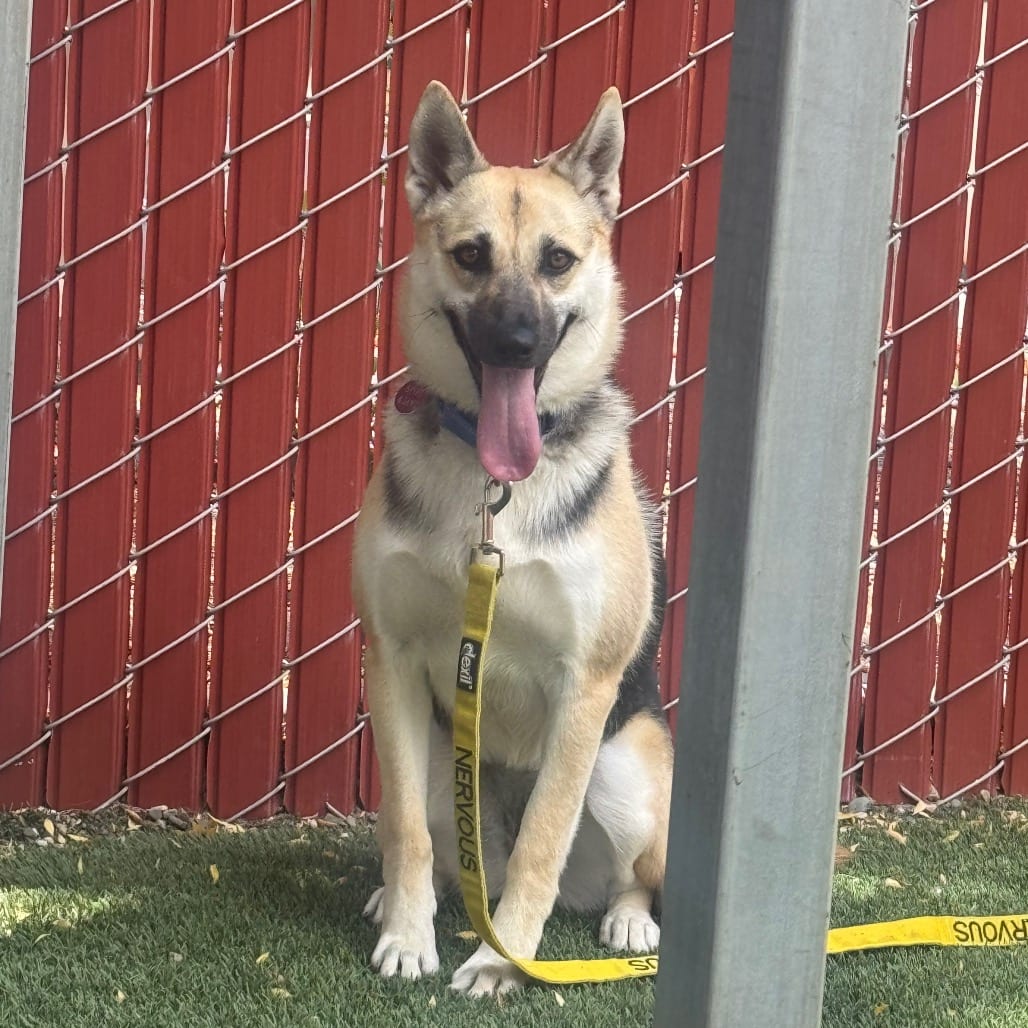 Photo of Remi, adoptable Shepherd, German / Mixed Breed (Medium) in Buellton, California